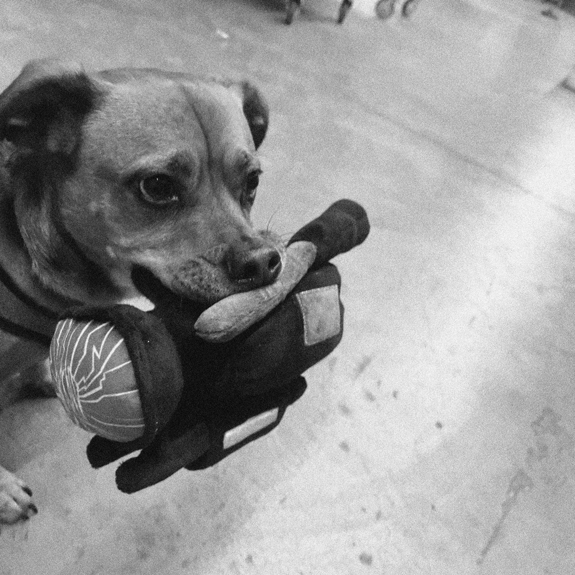 WKND HPX Dog Toy Plushie - Image 4